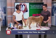 Como cuidar dos pelos dos cães – TV Gazeta