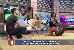 Mitos & Verdades sobre cães adultos e filhotes – TV Gazeta