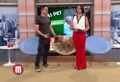 Preparando o cão para a chegada do bebê – TV Gazeta