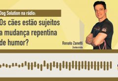 Cães estão sujeitos a mudança repentina de humor? – Rádio Globo