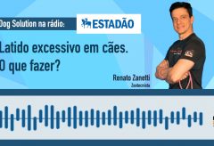 Latidos excessivos em cães. O que fazer? – Rádio Estadão