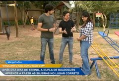 Como educar 2 Bulldogs bagunceiros – TV Record